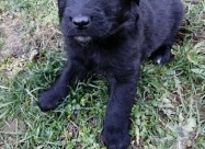 Se Prodavaat Labradori Stari 2 Meseci