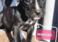 Cane Corso