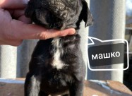 Cane Corso
