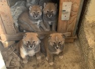 Се продаваат кученца од расата Akita Inu