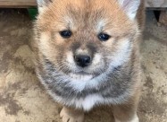 Се продаваат кученца од расата Akita Inu