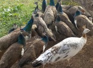 Пауни