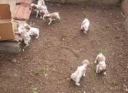 Prodavam Kucinja Od Rasata Epanjol Breton 078-636-
