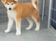 Japanska Akita Inu