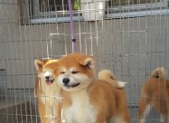 Japanska Akita Inu