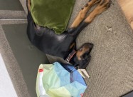 Elite Doberman