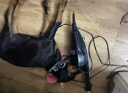 Elite Doberman