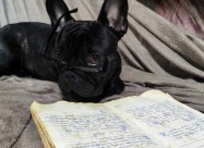 Francuski Bulldog
