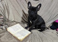 Francuski Bulldog
