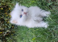 British Longhair