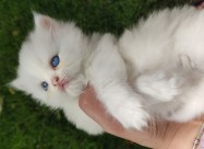 British Longhair