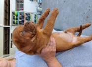 Dogue De Bordeaux-Бордошка дога 