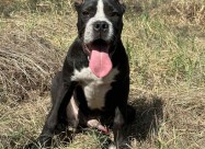 Cane Corso Kane Korso