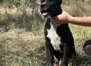 Cane Corso Kane Korso