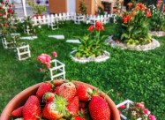 СЕ ПРОДАВА ОВОШТАРНИК ВО С. ВОЈНИК 