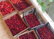 СЕ ПРОДАВА ОВОШТАРНИК ВО С. ВОЈНИК 