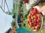 СЕ ПРОДАВА ОВОШТАРНИК ВО С. ВОЈНИК 