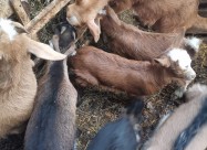 Се продаваат јариња,цена по договор, информации на