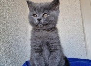 British Shorthair Blue
