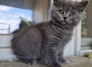 British Shorthair Blue