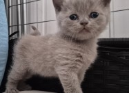 British Shorthair Blue