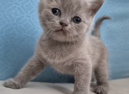 British Shorthair Blue