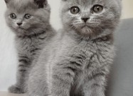 British Shorthair Blue