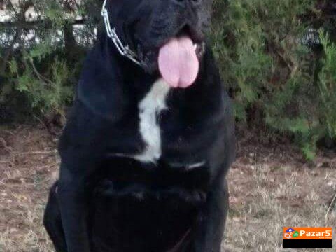 Cane Corso kucenca