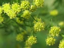  СЛАДОК ПЕЛИН - Artemisia Annua - Sladok Pelin