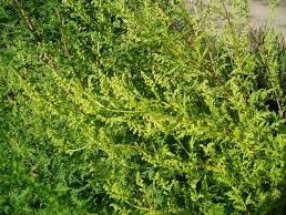  СЛАДОК ПЕЛИН - Artemisia Annua - Sladok Pelin