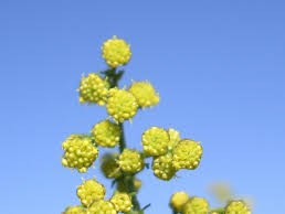  СЛАДОК ПЕЛИН - Artemisia Annua - Sladok Pelin