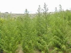  СЛАДОК ПЕЛИН - Artemisia Annua - Sladok Pelin