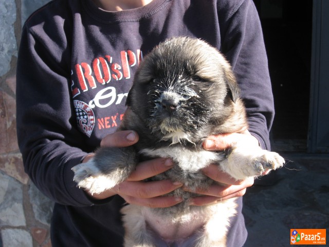 Se Prodavaat Mali Sarplanincina 5000 Denari