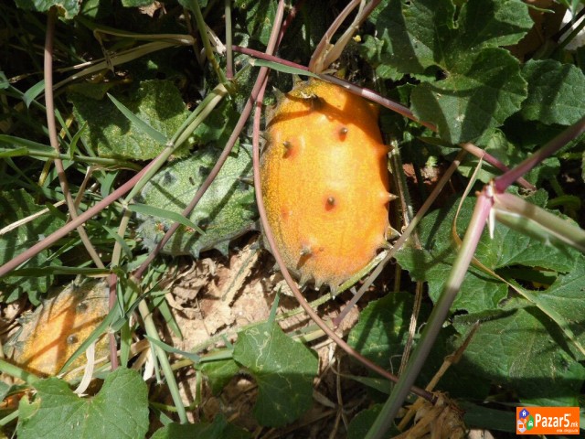 Kiwano I Karela (gorka Dinja) ..... саден материја