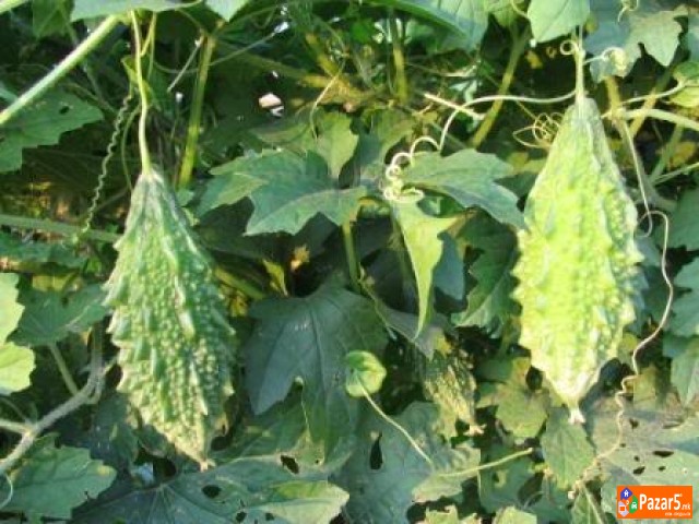 Kiwano I Karela (gorka Dinja) ..... саден материја