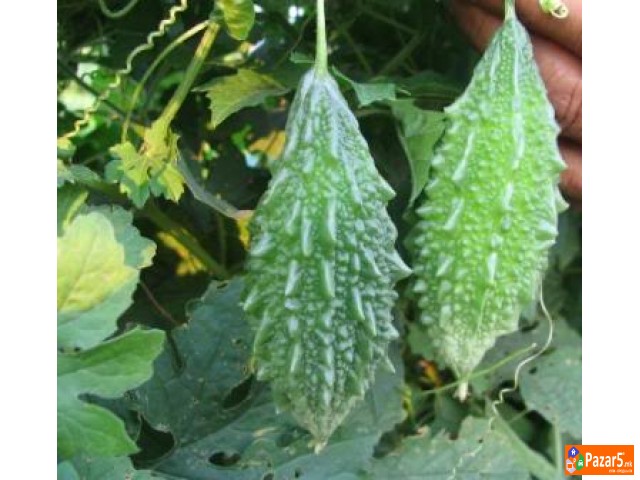 Kiwano I Karela (gorka Dinja) ..... саден материја