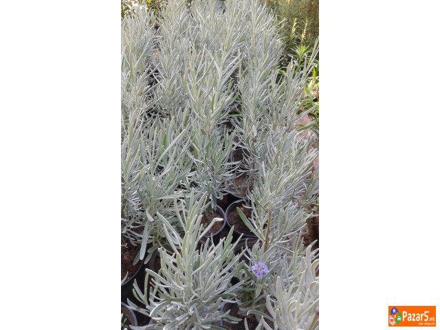 Prodavam Cvekje Oleander, Ruzmarin, Palma 