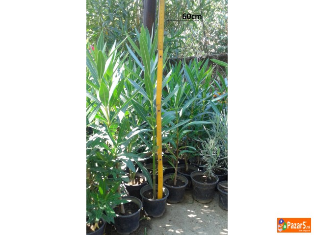 Prodavam Cvekje Oleander, Ruzmarin, Palma 