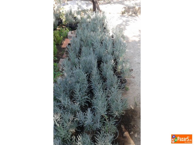 Prodavam Cvekje Oleander, Ruzmarin, Palma 