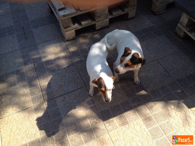 Jack Russell Terier