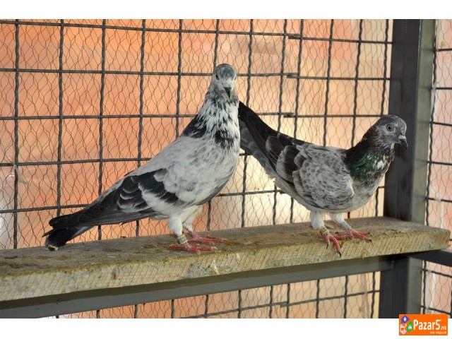 Енглески Типлер