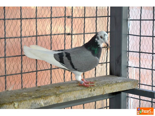 Енглески Типлер