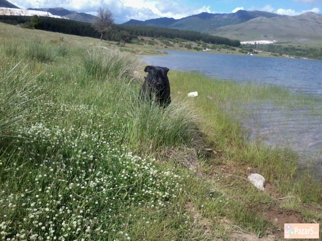 !!! НОВО ЛЕГЛО НА МАЛИ КУЧЕНЦА - Cane Corso !!!
