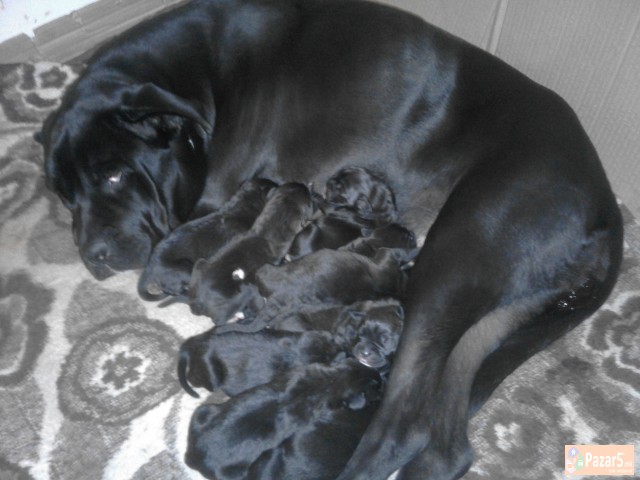 !!! НОВО ЛЕГЛО НА МАЛИ КУЧЕНЦА - Cane Corso !!!