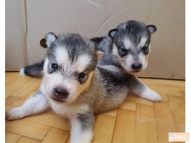 Продажба на хаски