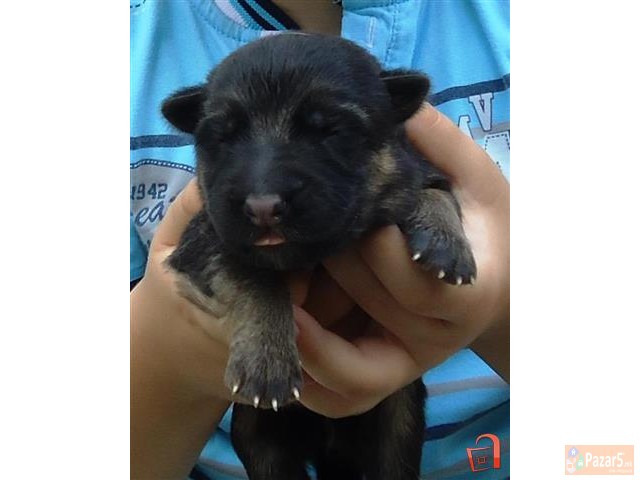 Германски Овчар