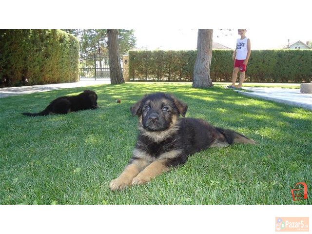 Германски Овчар