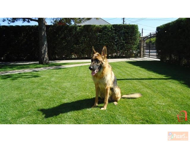 Германски Овчар