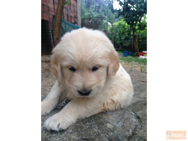 Zlaten Retriver Golden Retriever
