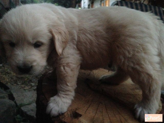 Zlaten Retriver Golden Retriever